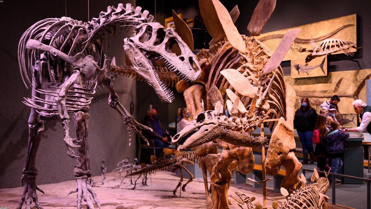 Anthropic, OpenAI və Google-un istifadə etdiyi Startup-ı satın aldı