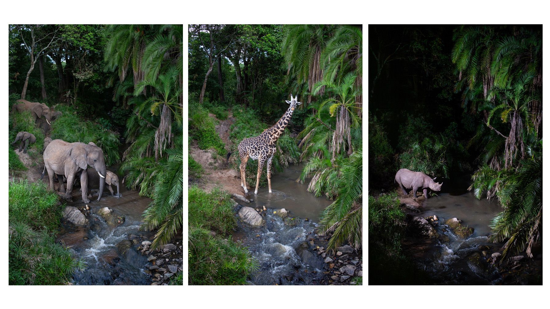 Köhnə DSLR və kamera tələləri ilə vəhşi təbiətin sirlərini açan fotoqraf