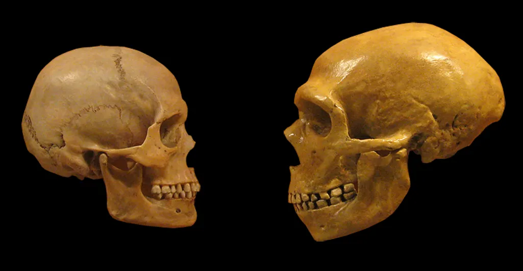 Neandertal Beyinləri Bizimkisi ilə Eynidir – Sözün Əsl Mənasında