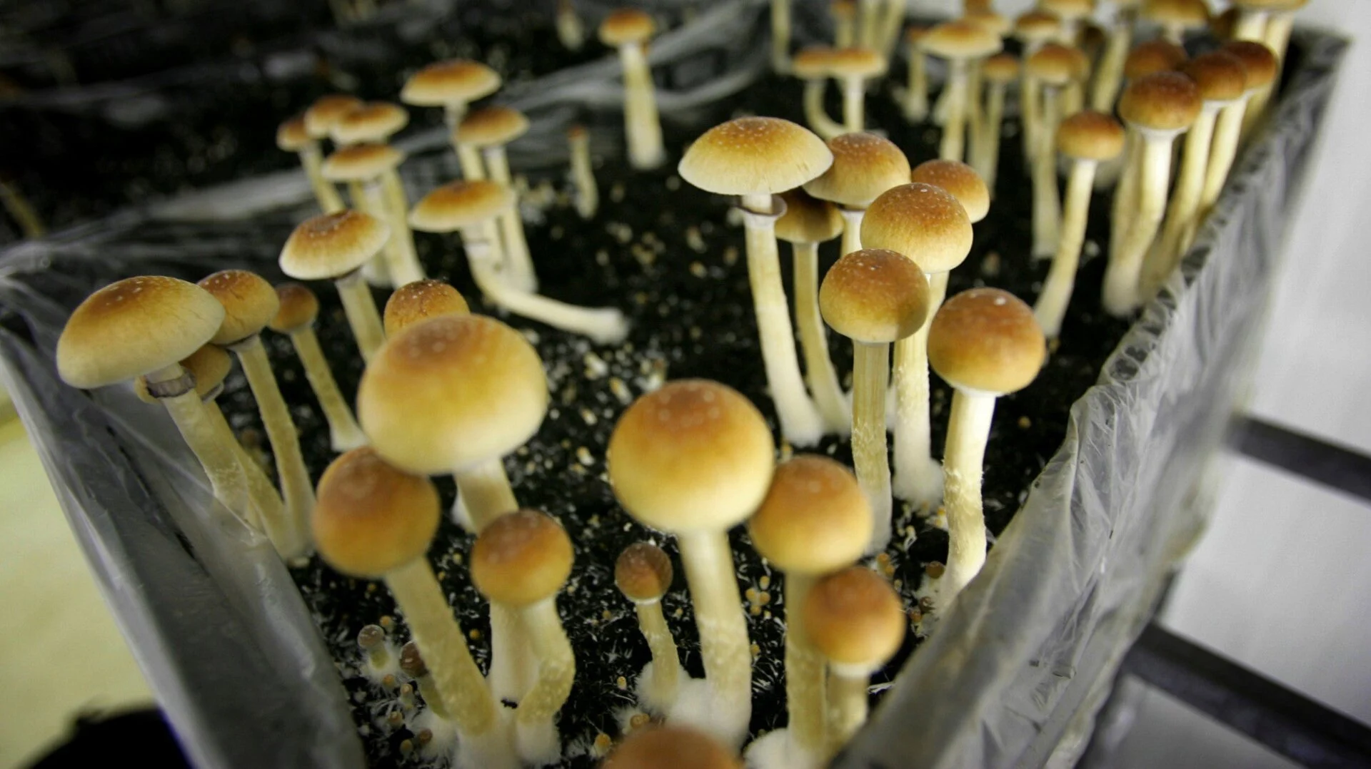 Psilosibin Maddəsi FDA Təsdiqinə Bir Addım Yaxındır