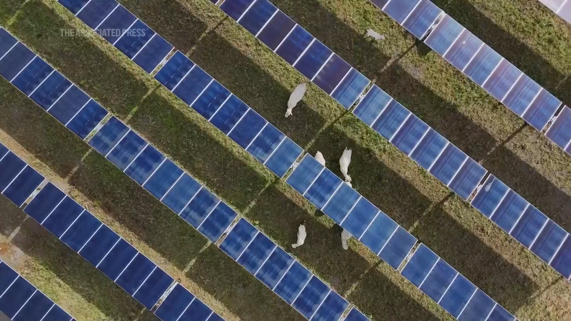 Tennessi'nin İlk Günəşçilik Təsərrüfatı: Mal-Qara və Enerji İnteqrasiyası