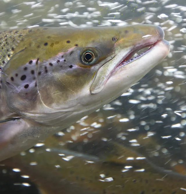 Elm Adamları Qızılbalıqlara Kokain Verdi: Nəticələr Sizi Şok Edəcək
