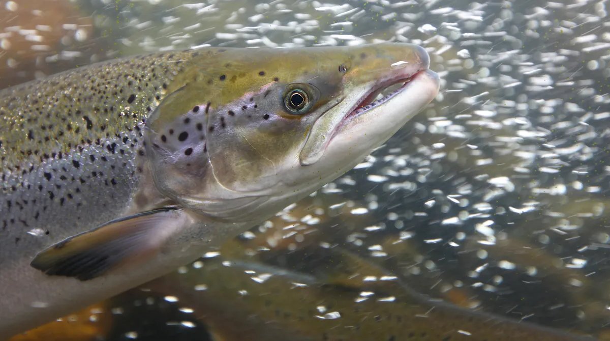 Elm Adamları Qızılbalıqlara Kokain Verdi: Nəticələr Sizi Şok Edəcək