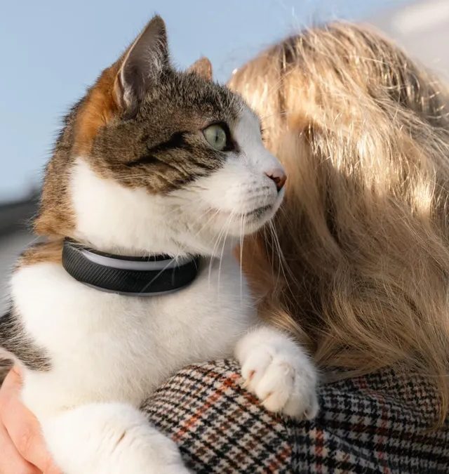 İtlər və Pişiklər üçün Ağıllı Sağlamlıq Qolbağı: Ev Heyvanlarının Saatı