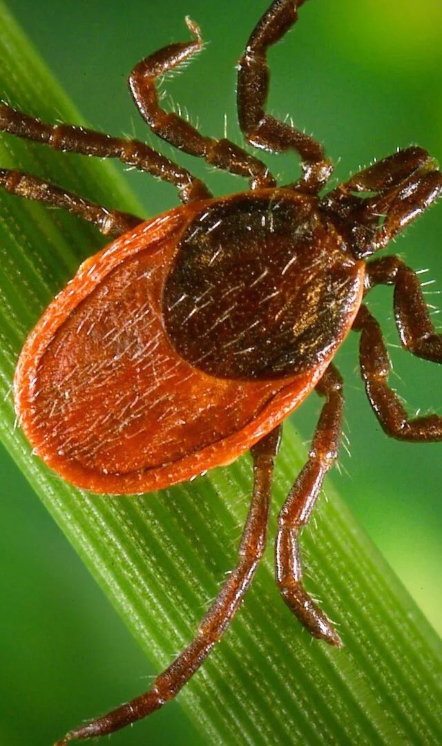 Lyme Xəstəliyinə Qarşı Peyvənddə Ümidverici Nəticələr
