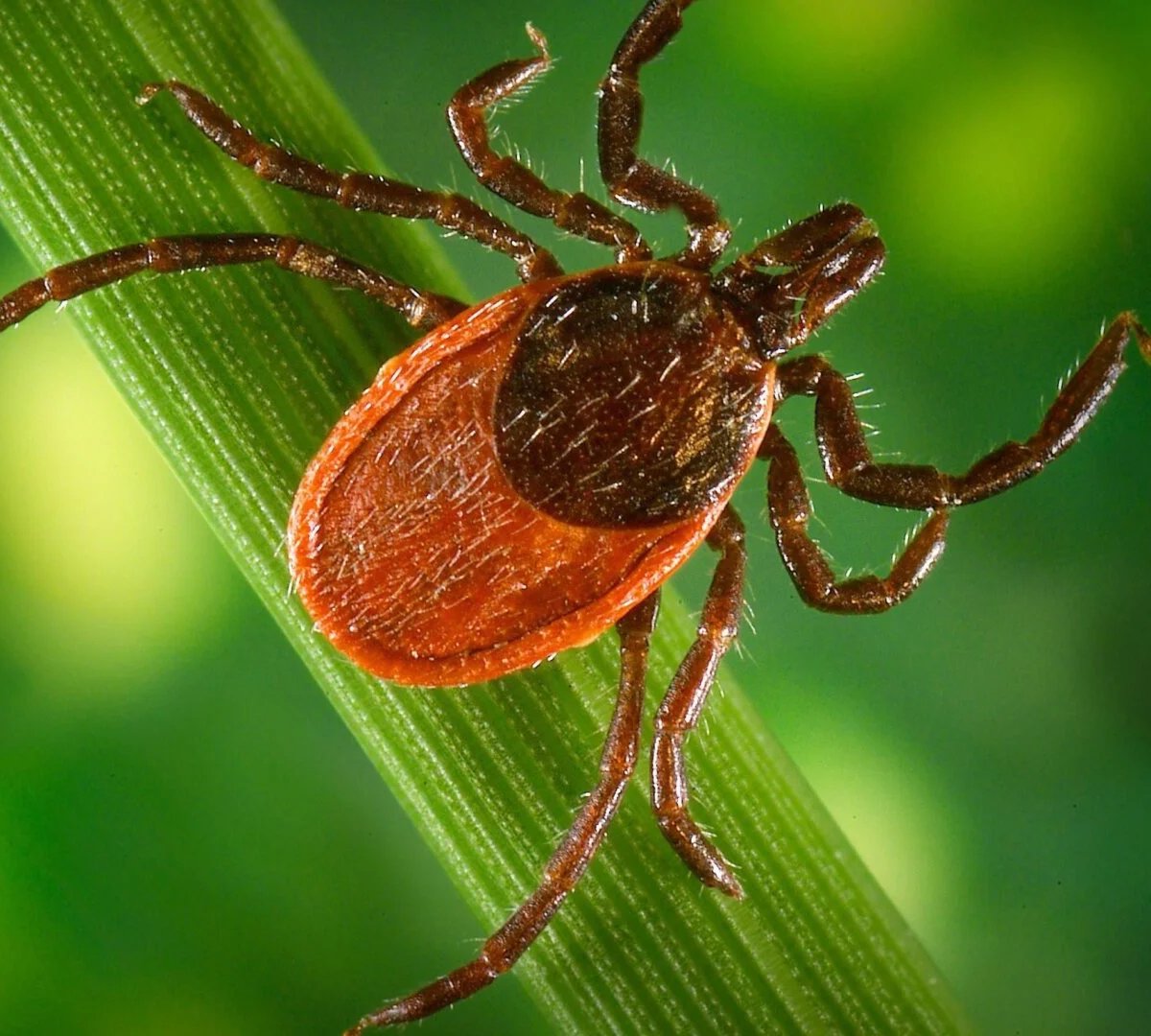 Lyme Xəstəliyinə Qarşı Peyvənddə Ümidverici Nəticələr