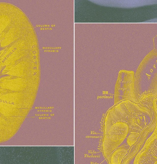 Milyarder dəstəyi ilə yeni başlanğıc: Heyvan testlərini əvəzləyəcək 'Organ Torbaları'