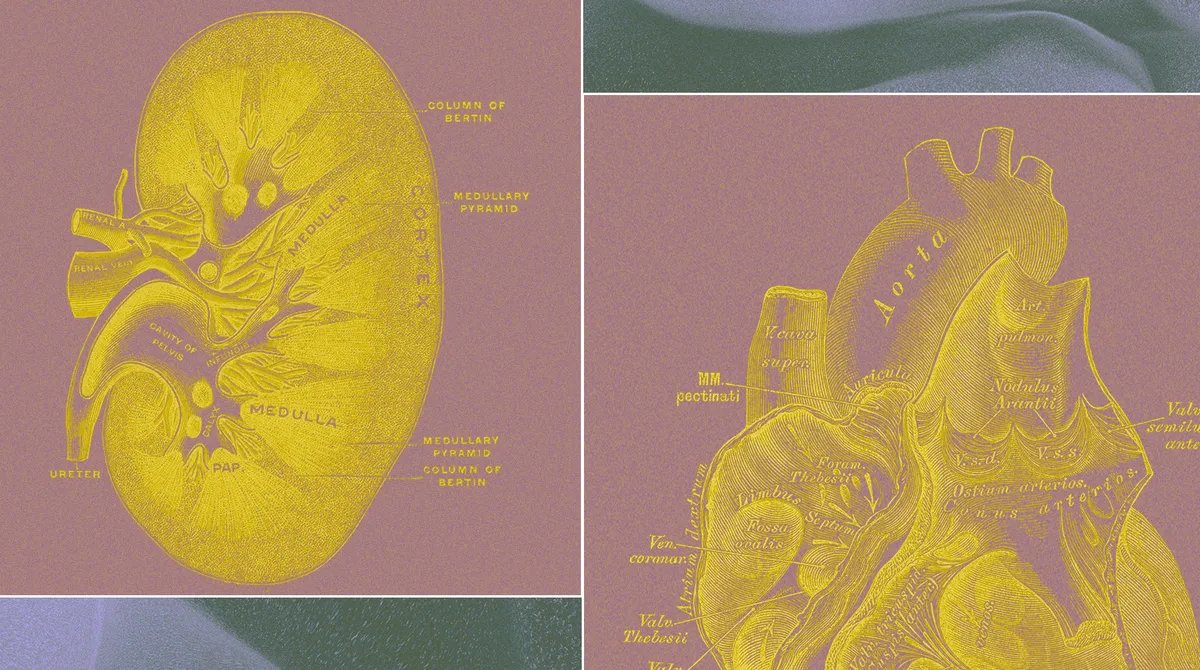 Milyarder dəstəyi ilə yeni başlanğıc: Heyvan testlərini əvəzləyəcək 'Organ Torbaları'