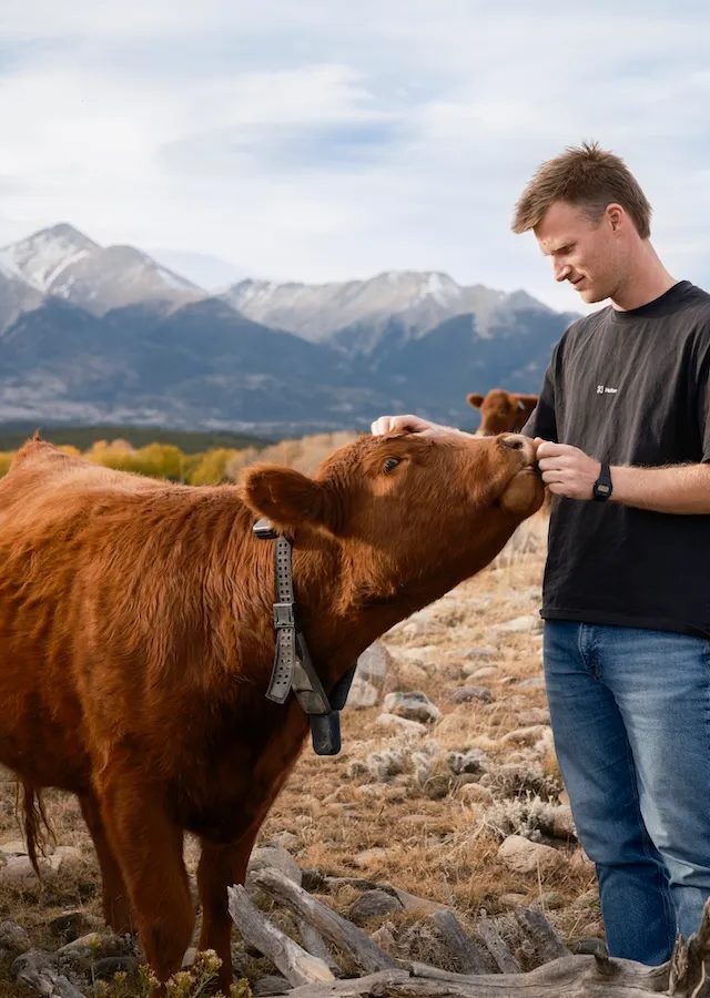 Peter Thiel-in Günəş Enerjili İnnovasiyası: İnəklər üçün Aqıllı Boyunbağılar