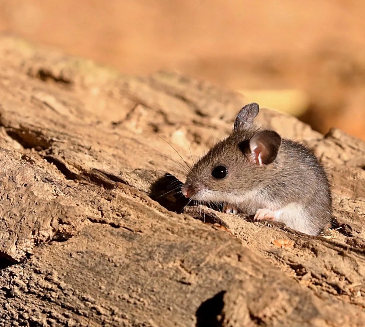 Polymarket-in Hantavirus Haqqında Səsləndirdiyi Mübahisəli İddialar