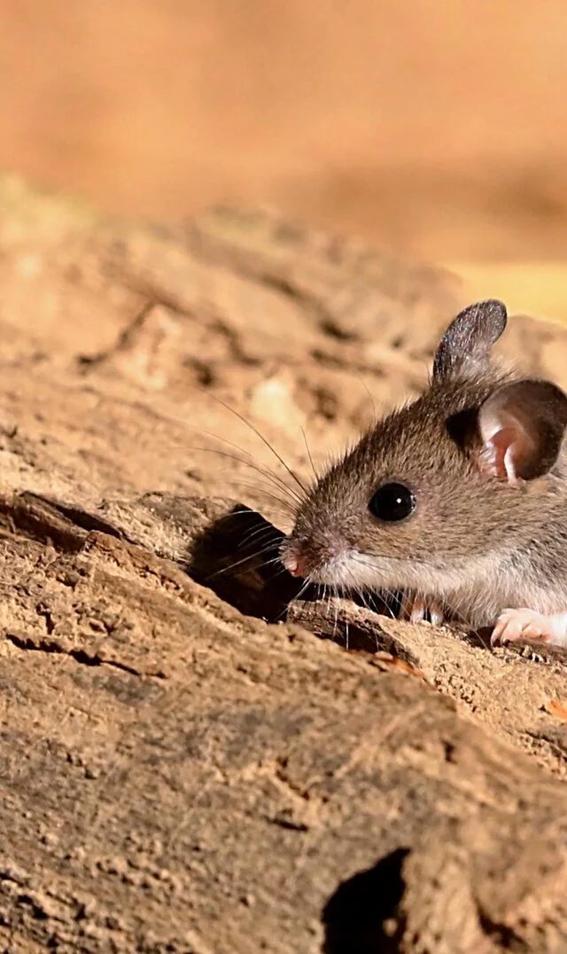 Polymarket-in Hantavirus Haqqında Səsləndirdiyi Mübahisəli İddialar