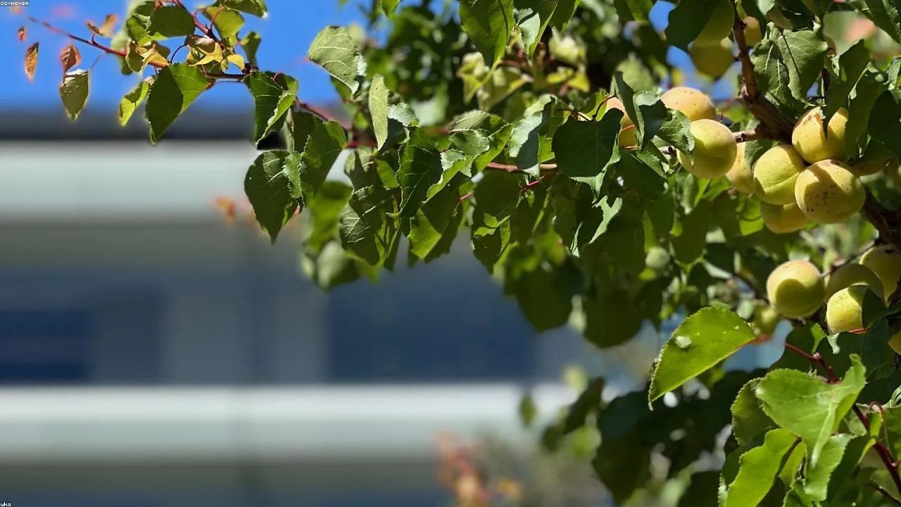 WWDC 2026-dən Nələr Gözləmək Olar: Siri-nin Böyük Yenilənməsi və Apple Ağılı
